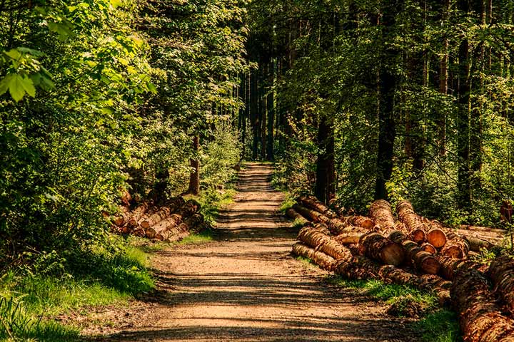 Помощь в оформлении лесных участков в пользование, аренду, от формирования комплекта документов до заключения договора